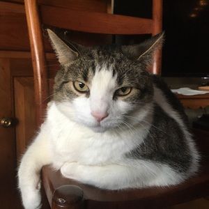 Meet your Posher, Cameron